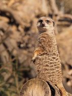 Portrait of wild Meerkat