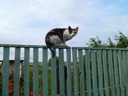 spotted cat on a green tree fence