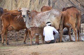 Mammals India Cows