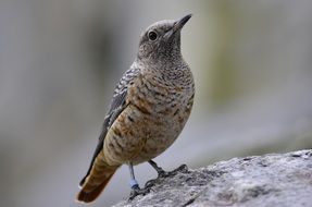 bird on a rock close up