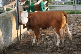 Cow Farm Animals