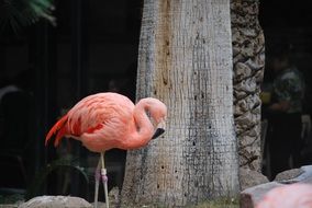 Pink flamingo near tree