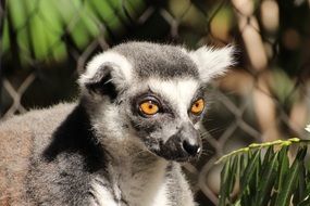 lemur with bright yellow eyes close up