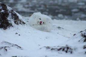 white arctic fox in wildlife