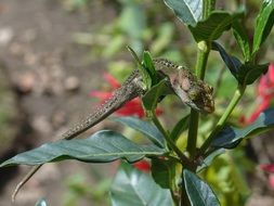 Chameleon Plant Nature Green