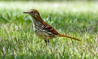 brown little bird on the lawn