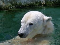 Polar bear is swimming