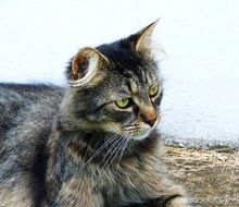 gray striped domestic cat with fluffy ears