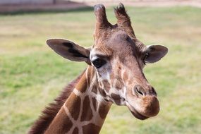 portrait of a giraffe in the wild