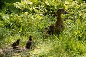 duck with chicks in the green grass