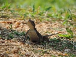 little lizard on the lawn