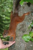 person Feeding Squirrel from hand in the park