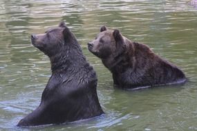 Bear Swim