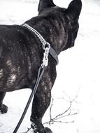 french bulldog on snow