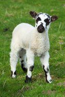 Picture of cute lamb on a field