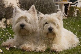 Two same white dogs