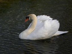 White swan swims on a lake water