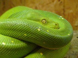 Green Tree Python