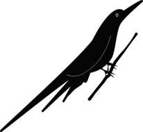 black bird on a branch as an illustration