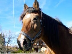 portrait of a farm brown horse