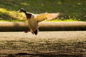 Mallard Landing