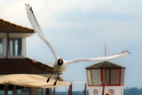 seagull in flight over the lighthouse