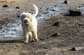 white fluffy dog ââon the beach