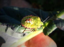 large green beetle in a habitat
