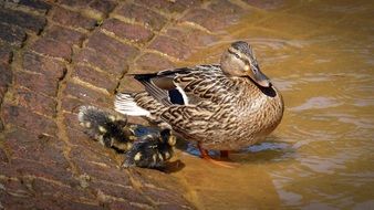 ducks by the river