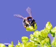 large insect on a green plant under the bright sun