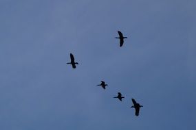 wild geese in flight