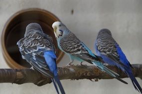 perched blue parakeets