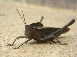 Close-up of the brown Grasshopper on the surface