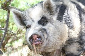 white black boar in the forest