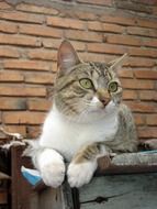 cute cat relaxing outdoor