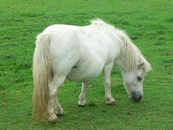 white pony on green grass close-up