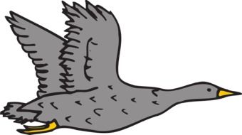 gray goose as a graphic image