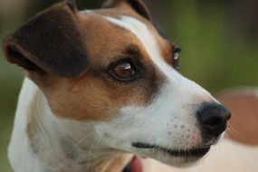 Jack Russell face close up