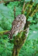 Owl in wildlife