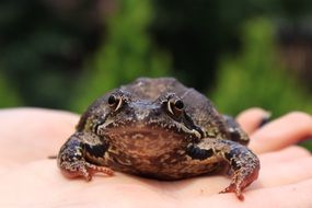 The brown Frog