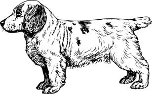Black and white drawn beautiful and cute Spaniel