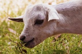 Goat eating grass in nature close-up