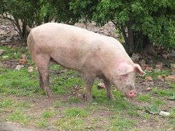 domestic pig in the yard