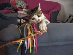 kitten with colorful ribbons