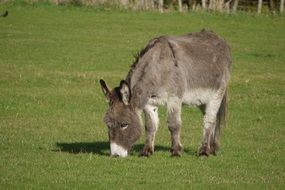donkey grazing in a green pasture