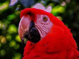 Head of the tropical red parrot