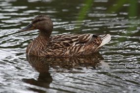 graceful brown duck in a pond
