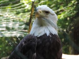 white tailed eagle in the zoo