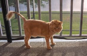 domestic orange kitten like a little lion