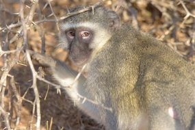 Monkey Africa Safari Wildlife